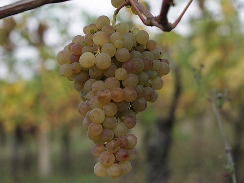 Verdicchio, a typical oenological product
