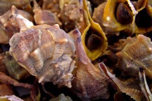 Le Crocette | piatto di molluschi tipico di Ancona